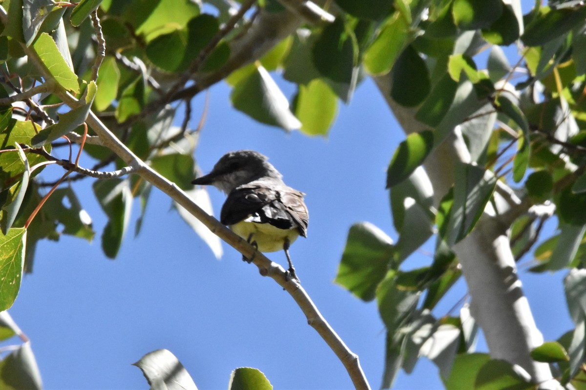 Western Kingbird - ML602659761