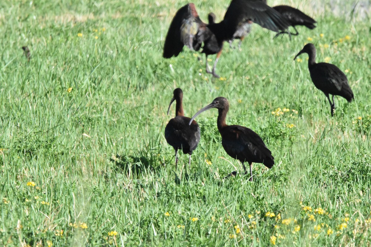 White-faced Ibis - ML602660331