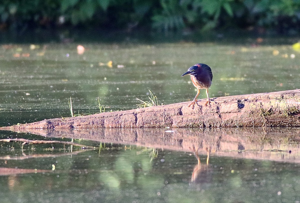 Green Heron - ML602660371