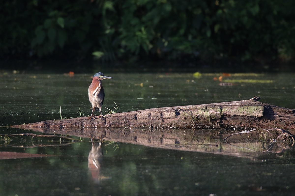 Green Heron - ML602660381