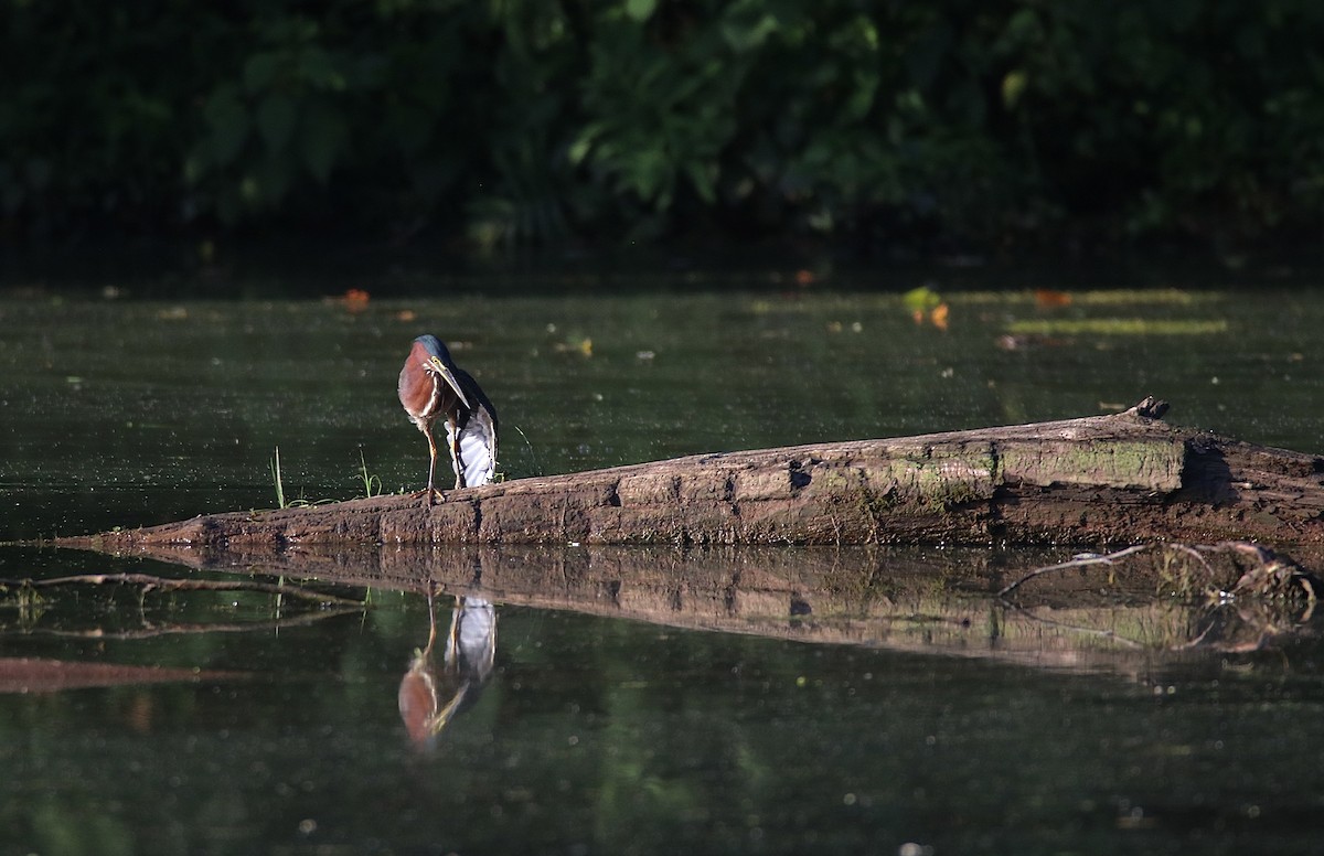 Green Heron - ML602660391