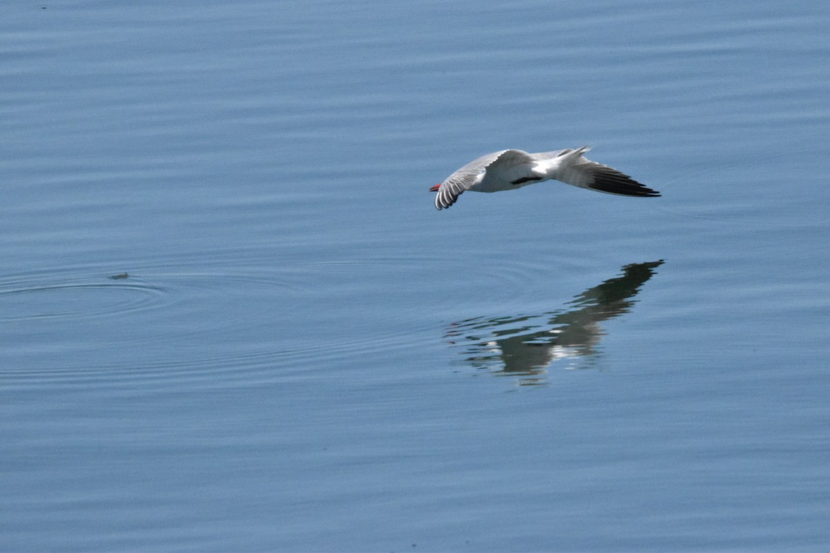 Caspian Tern - Mike Marble