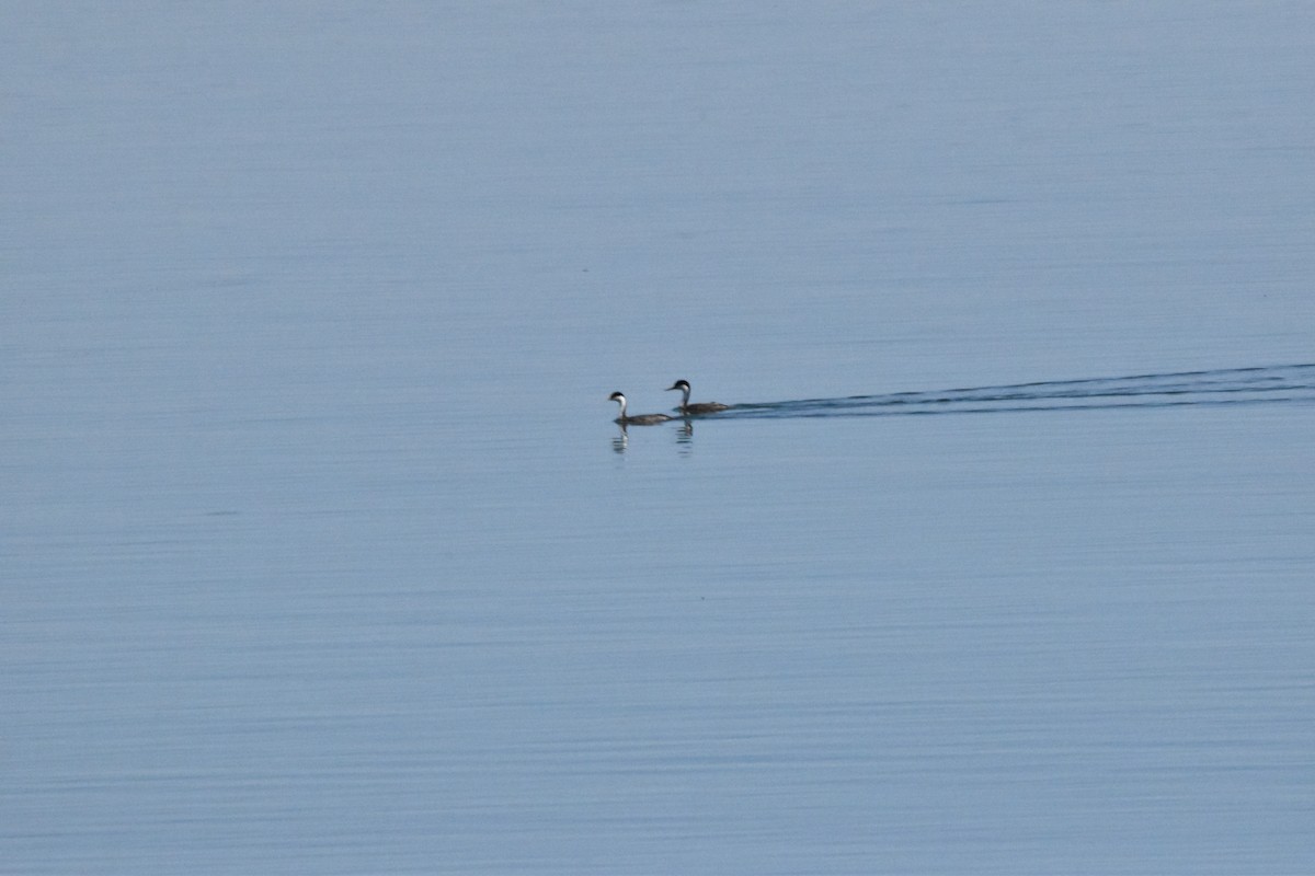 Western Grebe - ML602660861