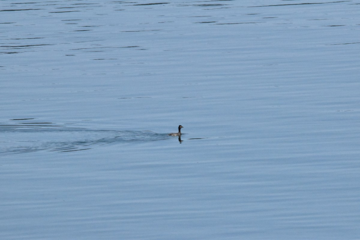 Eared Grebe - ML602661001