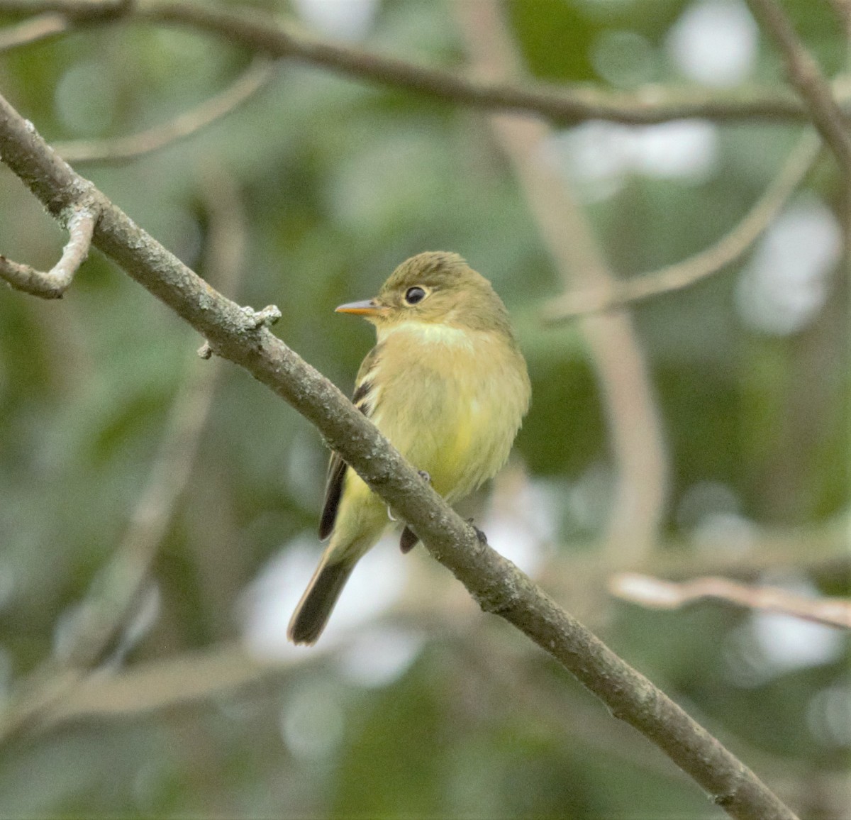 Yellow-bellied Flycatcher - ML602661061