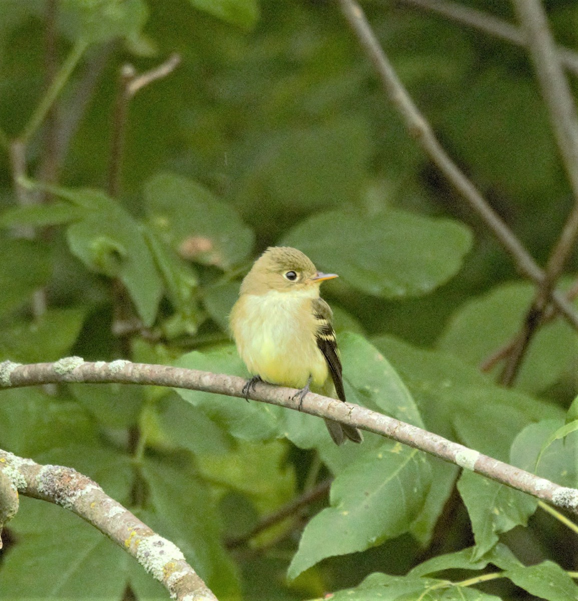 Yellow-bellied Flycatcher - ML602661071