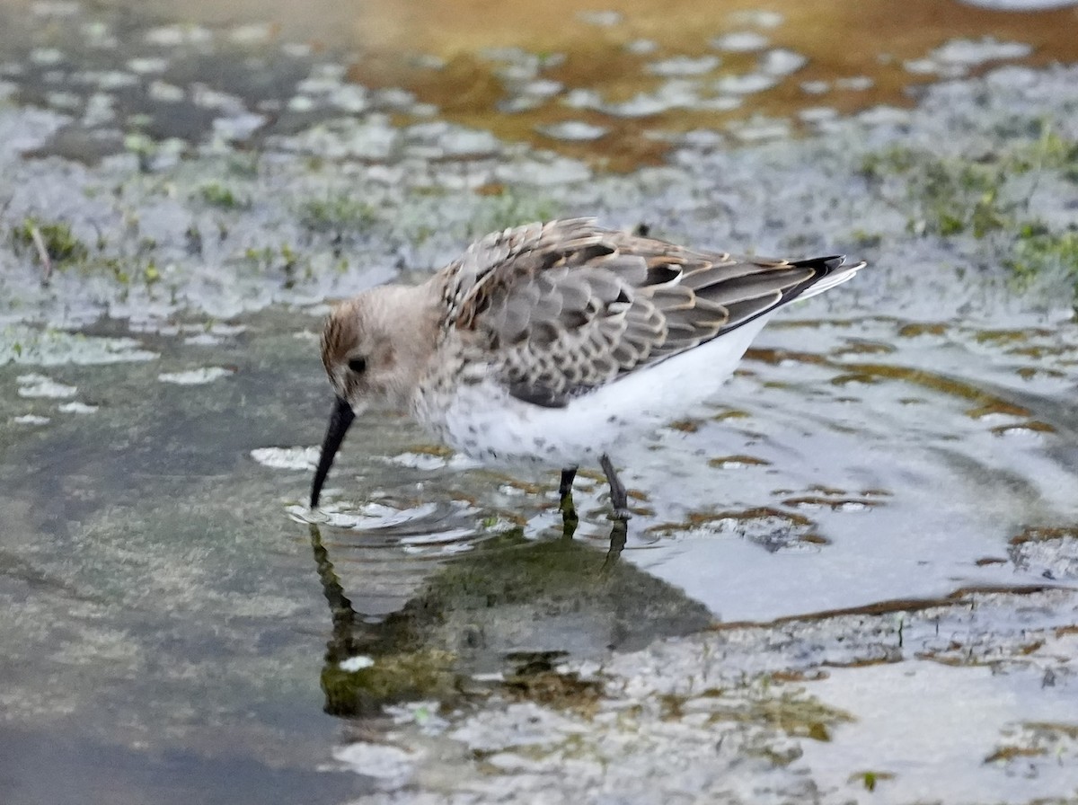 Dunlin - ML602661561