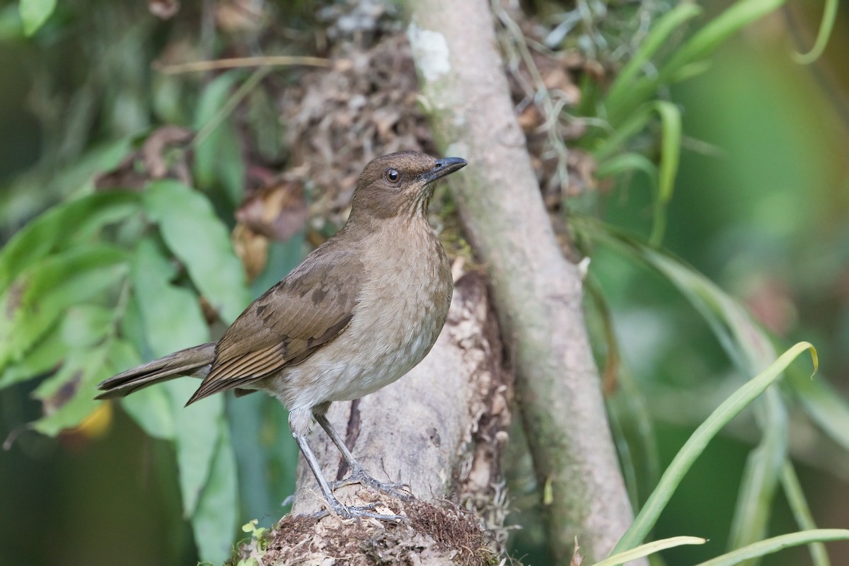 Black-billed Thrush - ML602661971