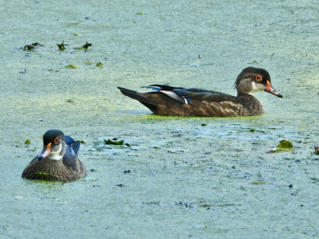 Wood Duck - ML602662061