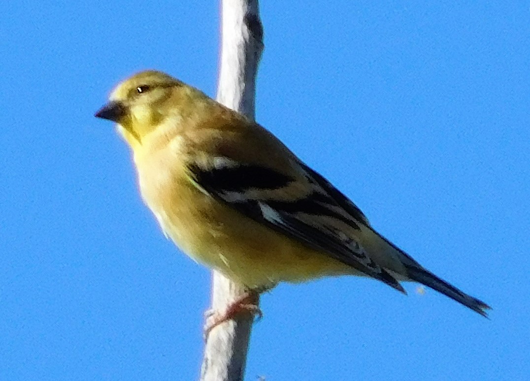 American Goldfinch - ML602662321