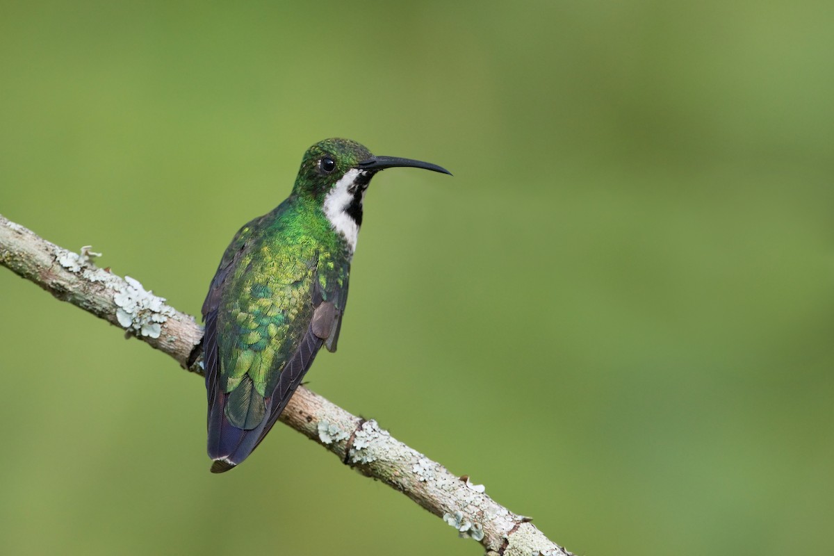 kolibřík tropický - ML602662361