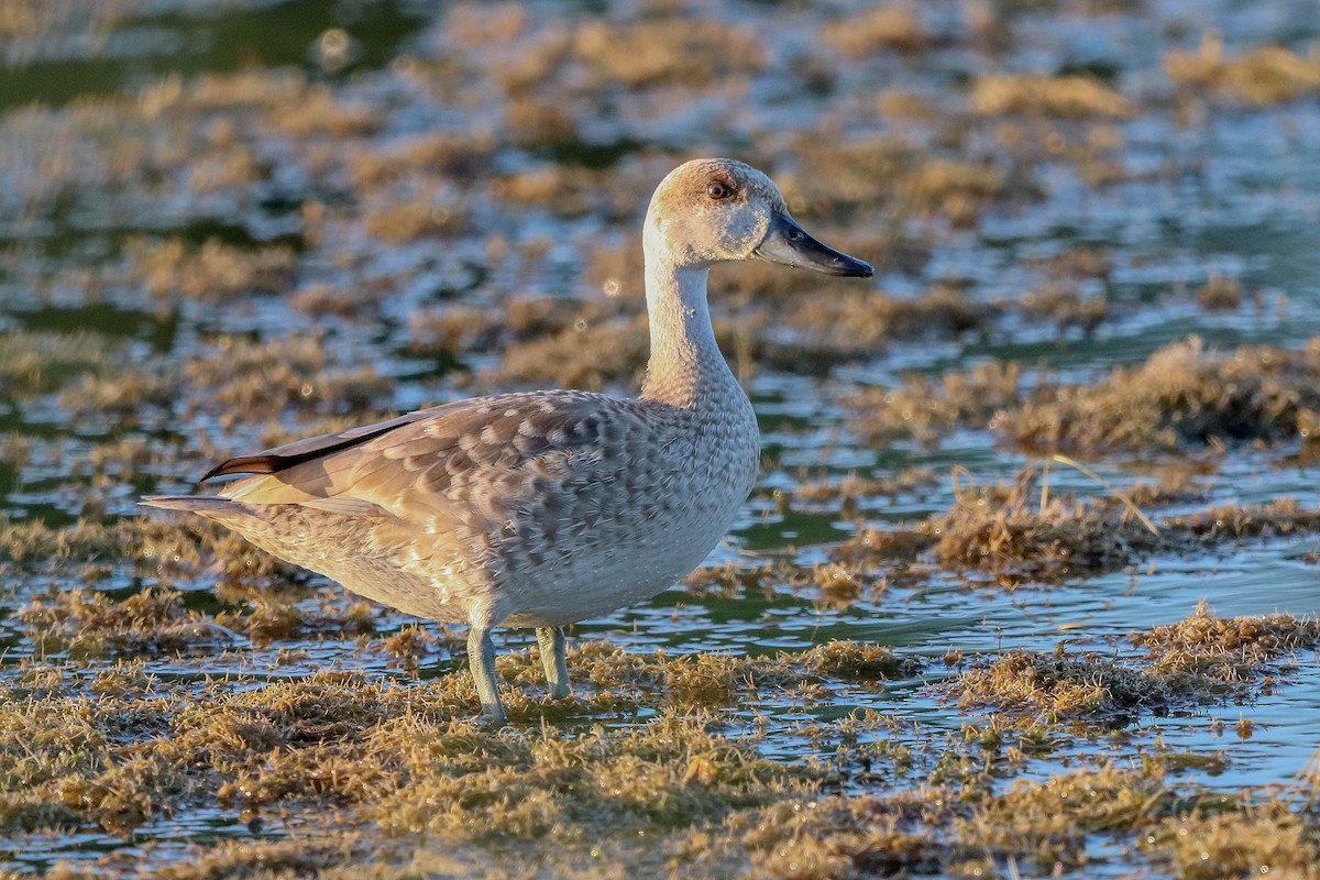 Marbled Duck - ML602664351