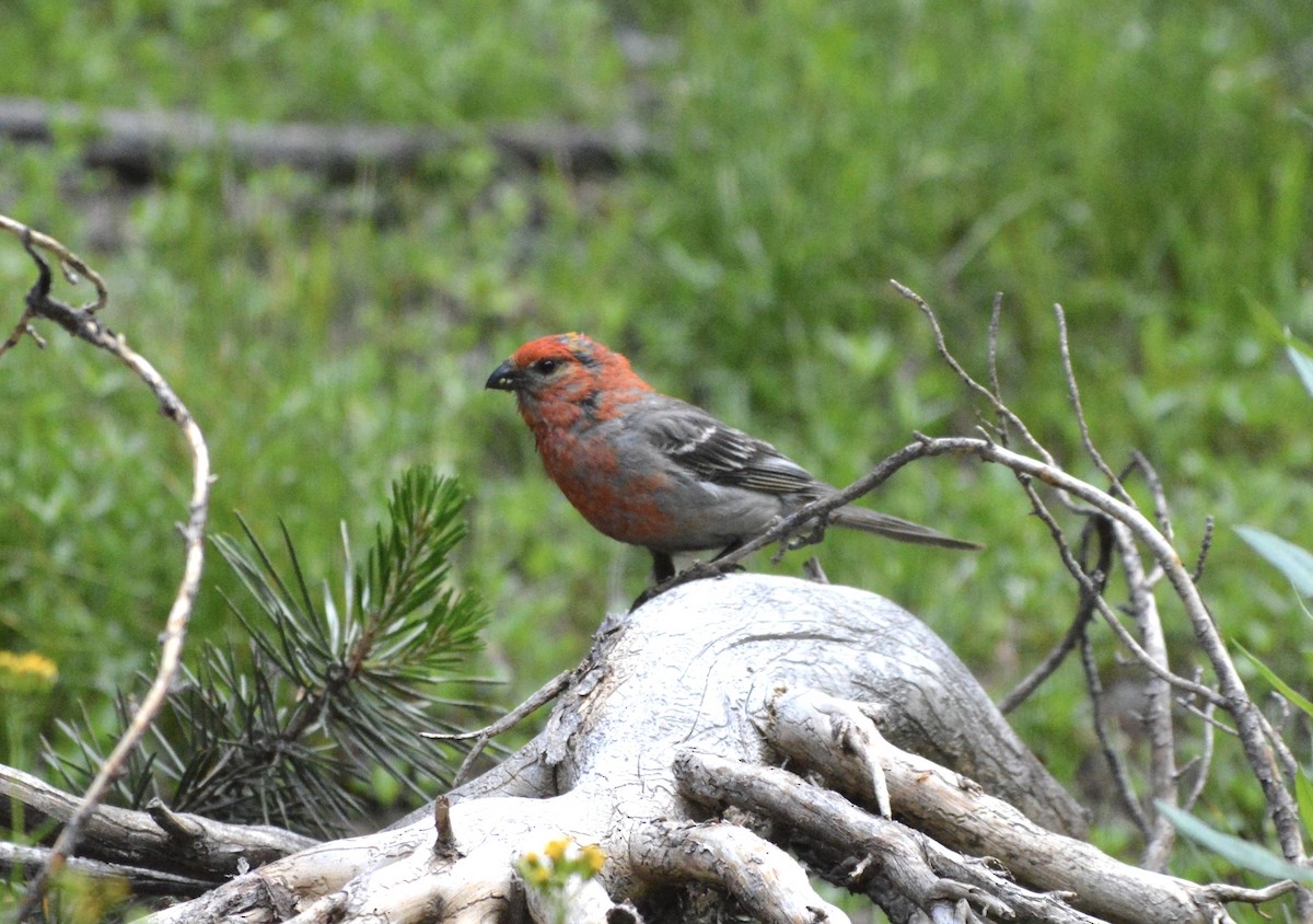 Pine Grosbeak - ML602665051