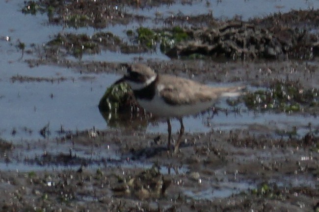 Common Ringed Plover - ML602665461