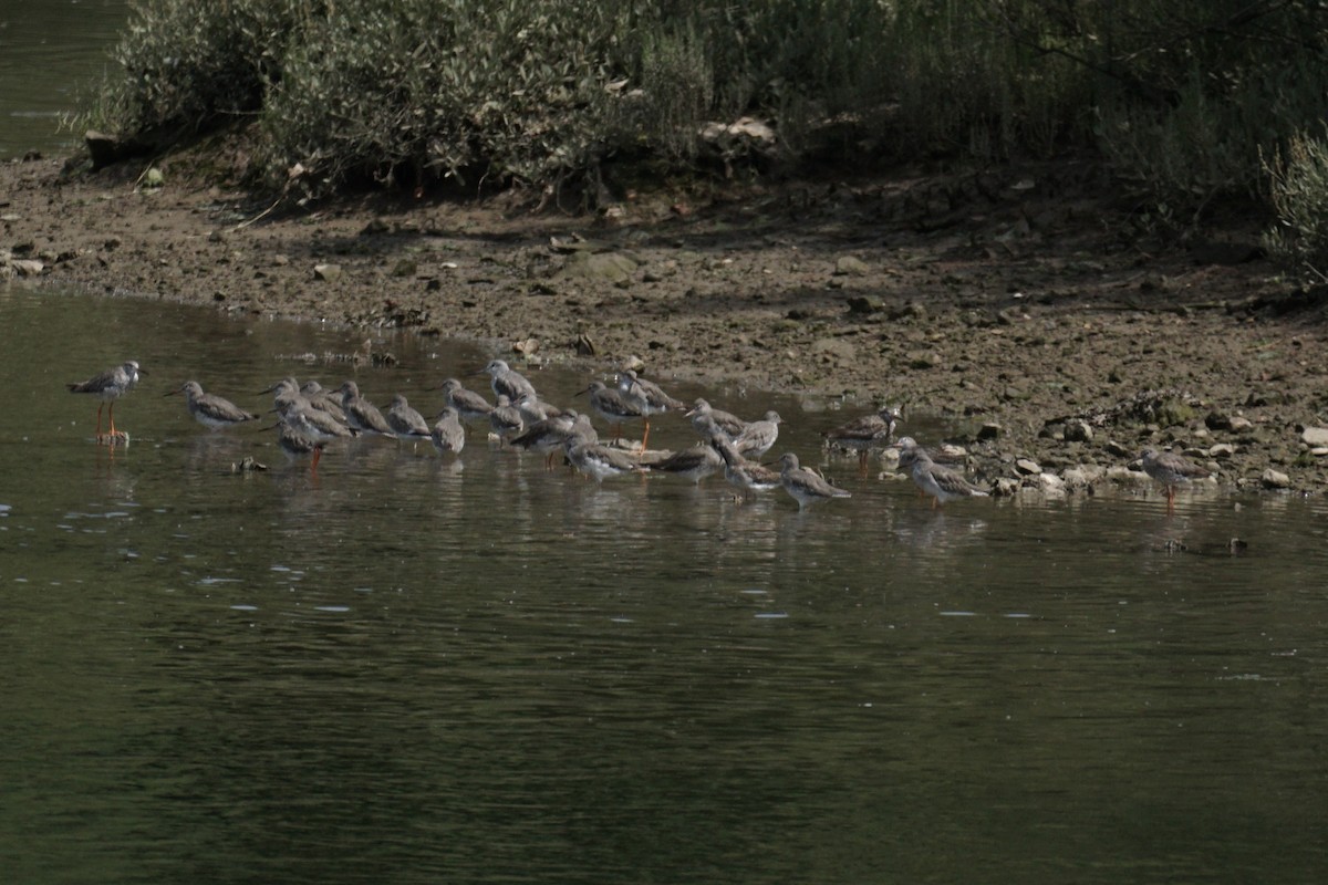 Common Greenshank - ML602665961