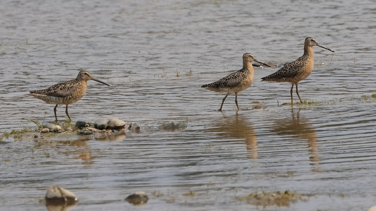 Short-billed Dowitcher - ML602669301