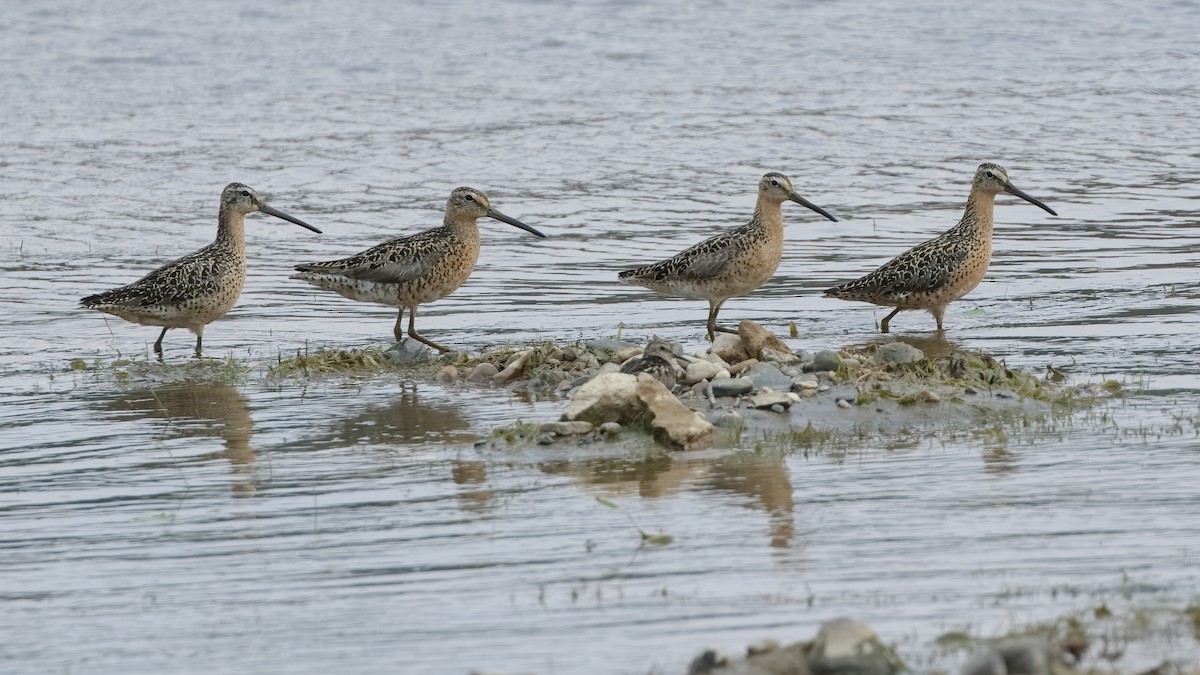 Short-billed Dowitcher - ML602669341