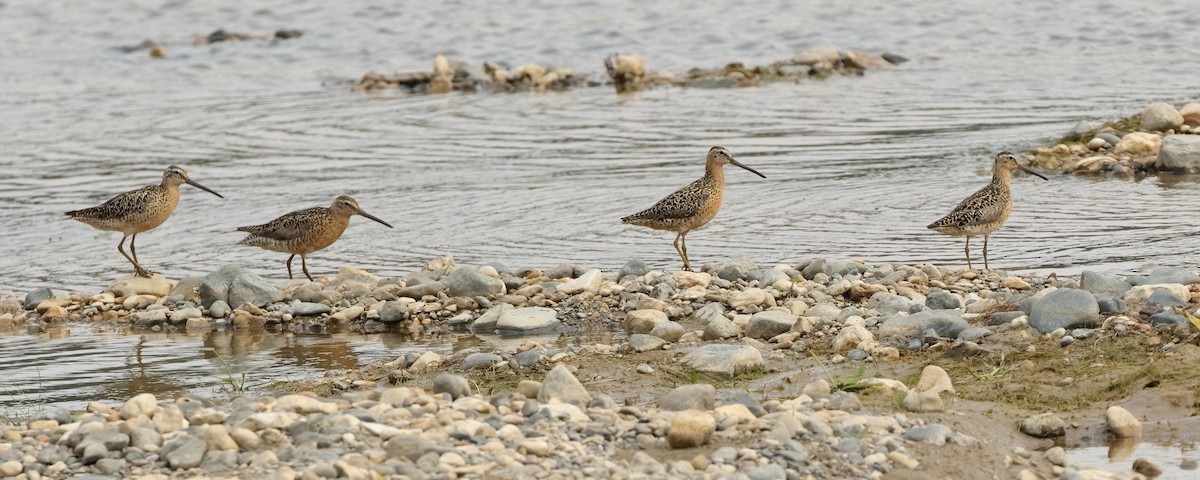 Short-billed Dowitcher - ML602669351