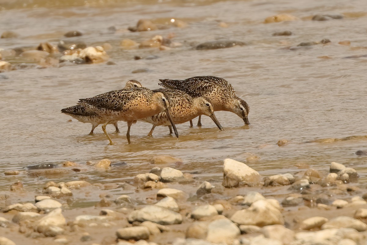 Short-billed Dowitcher - ML602669361