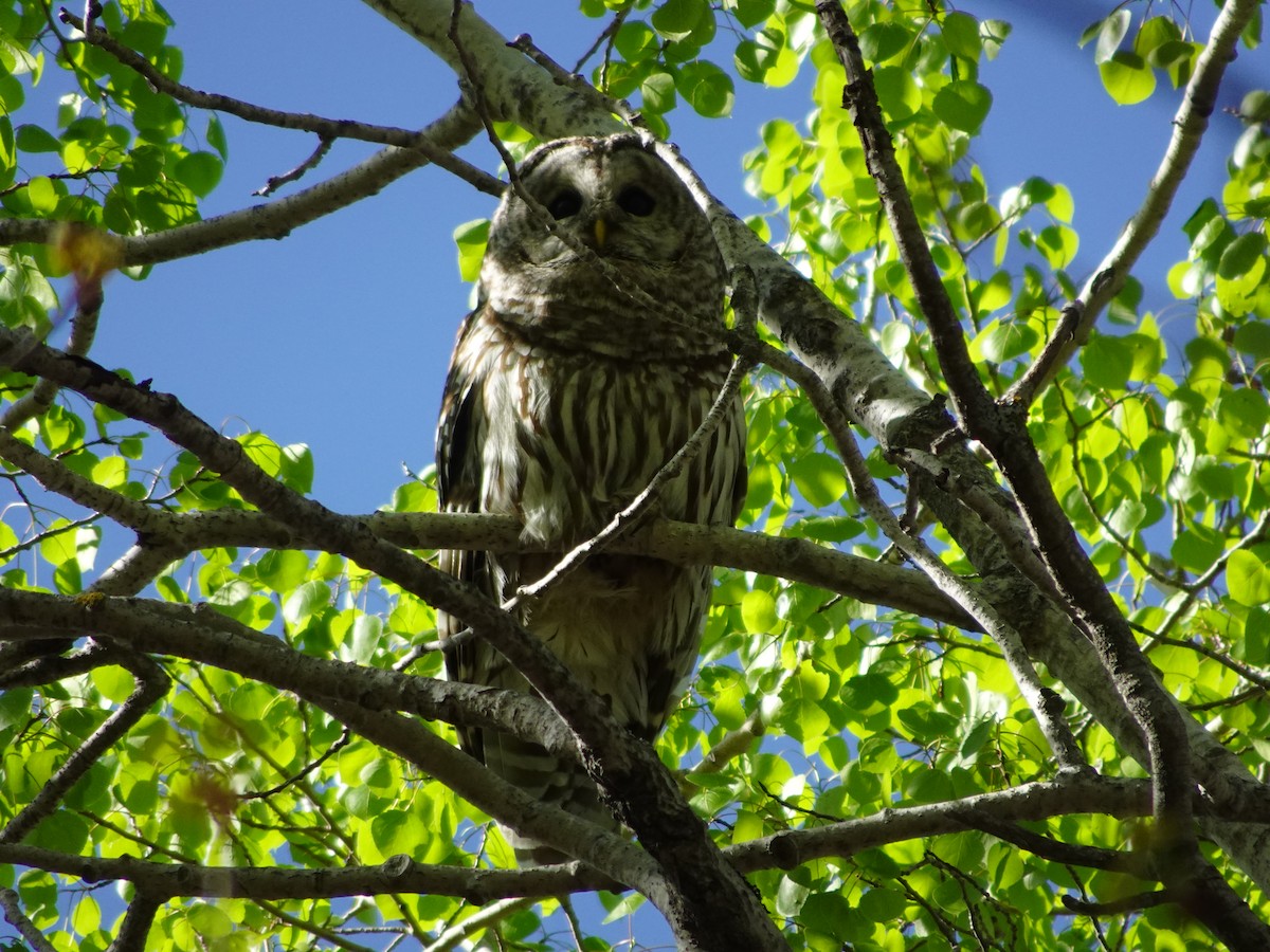 Barred Owl - ML602669681
