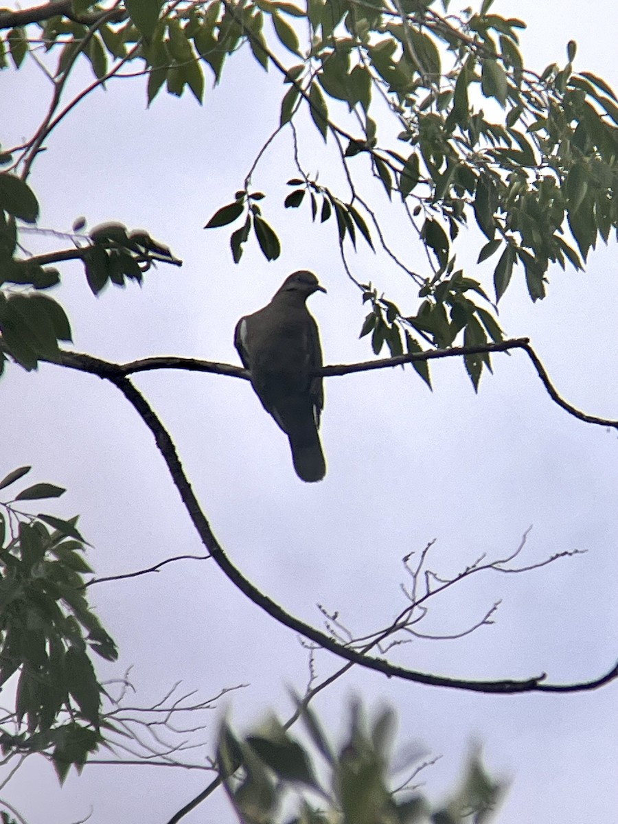 White-winged Dove - ML602672031