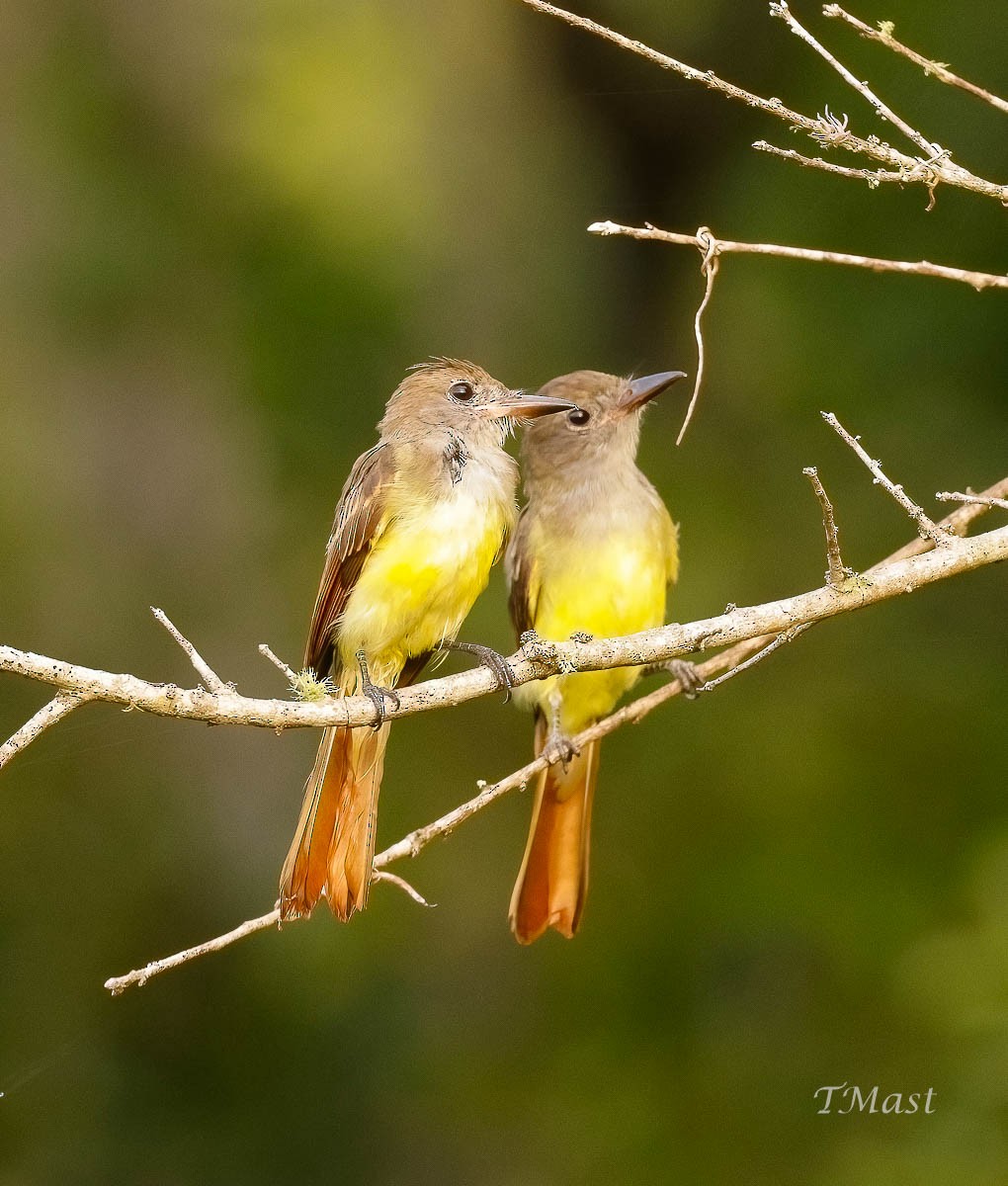 Great Crested Flycatcher - ML602672741