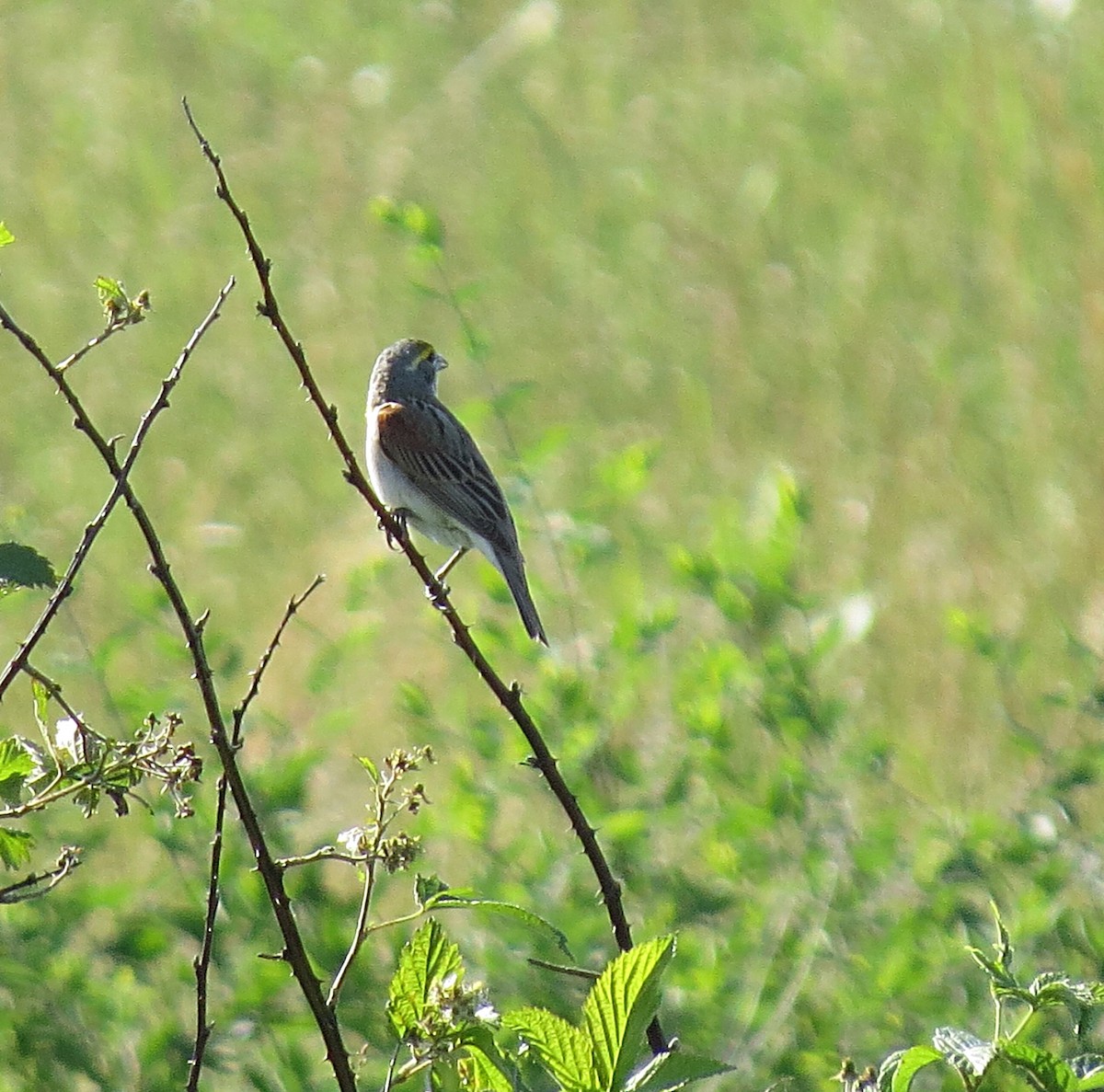 Dickcissel - ML60267381