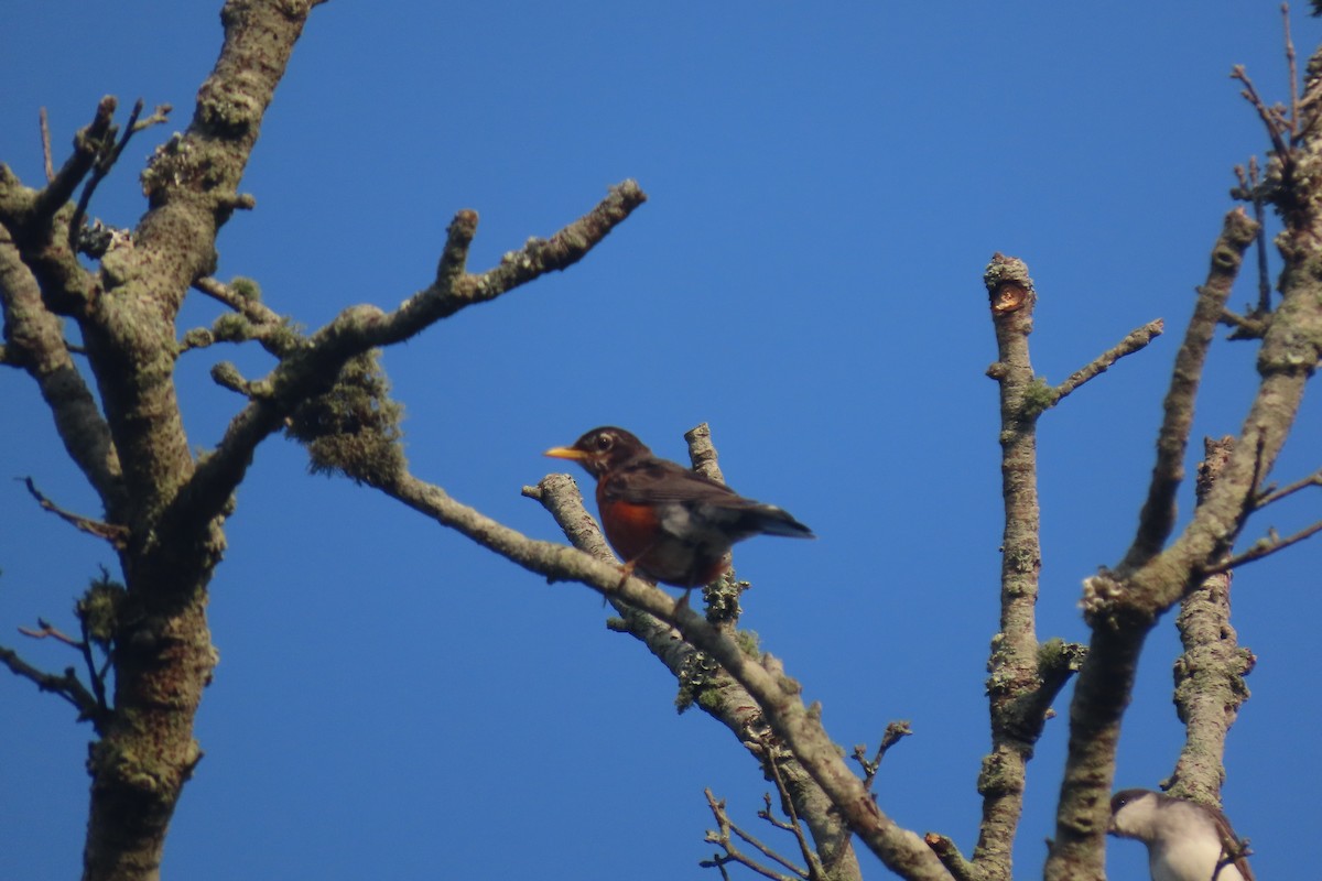 American Robin - ML602673841