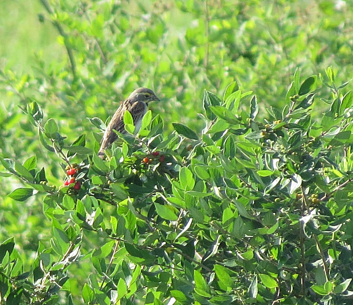 Dickcissel - ML60267411