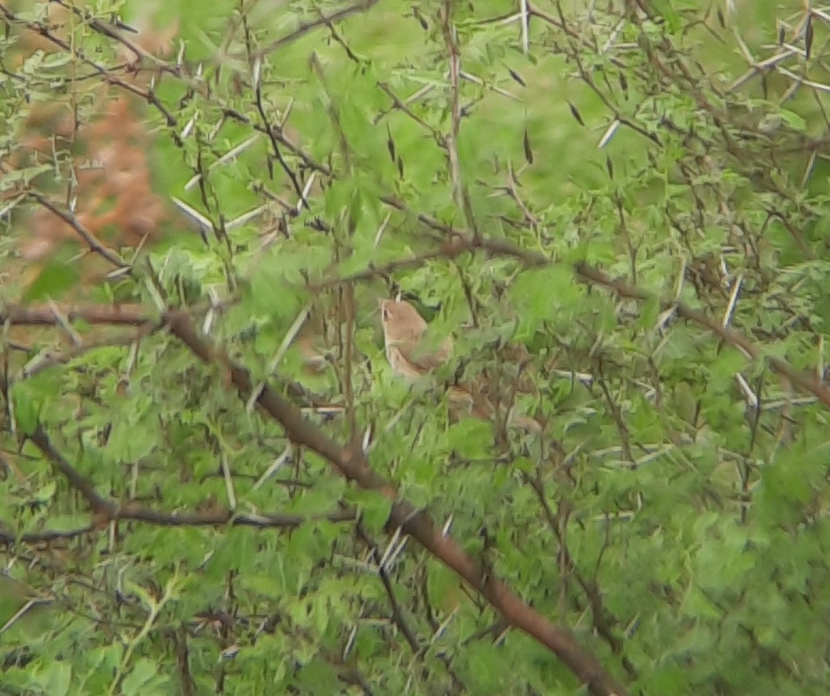 Sykes's Warbler - Bhuvan Raj K