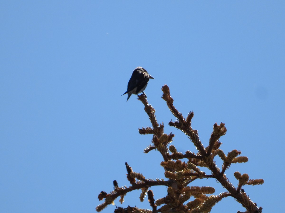 Olive-sided Flycatcher - ML602679851