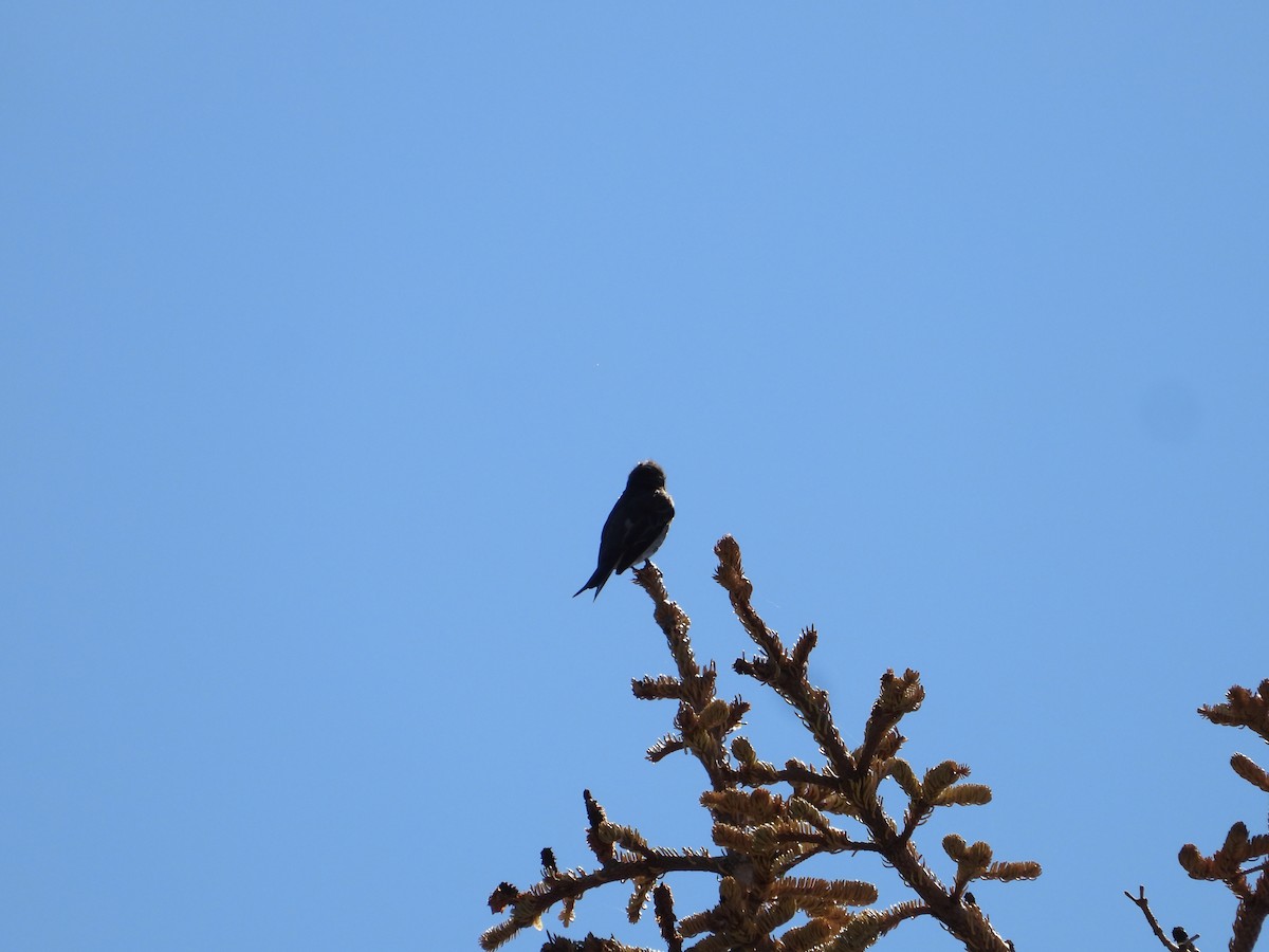 Olive-sided Flycatcher - ML602679901