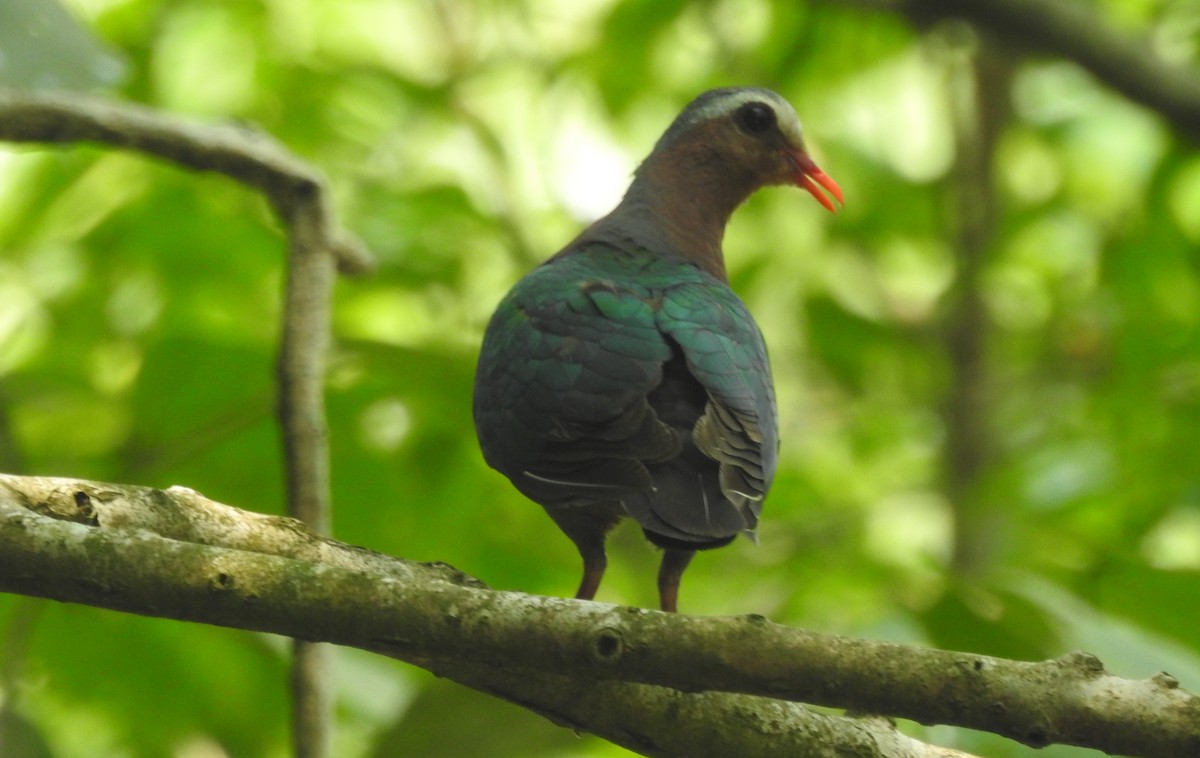 Asian Emerald Dove - Manoj Karingamadathil