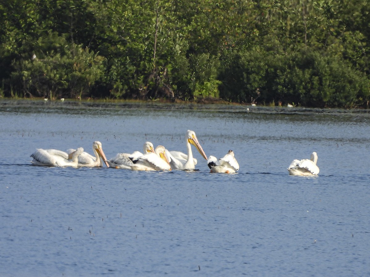 pelikán severoamerický - ML602680571