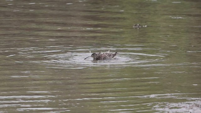 Eurasian Whimbrel - ML602680761