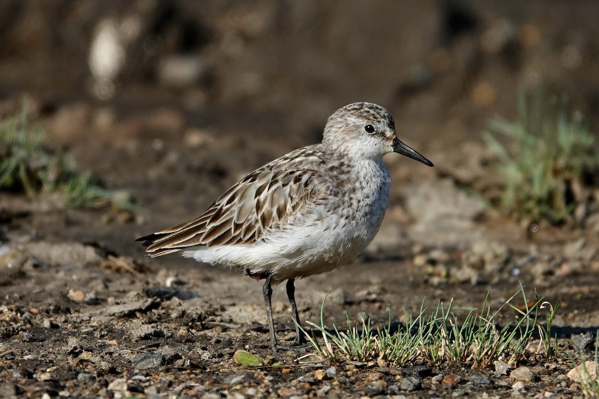 Semipalmated Sandpiper - Peter Modest