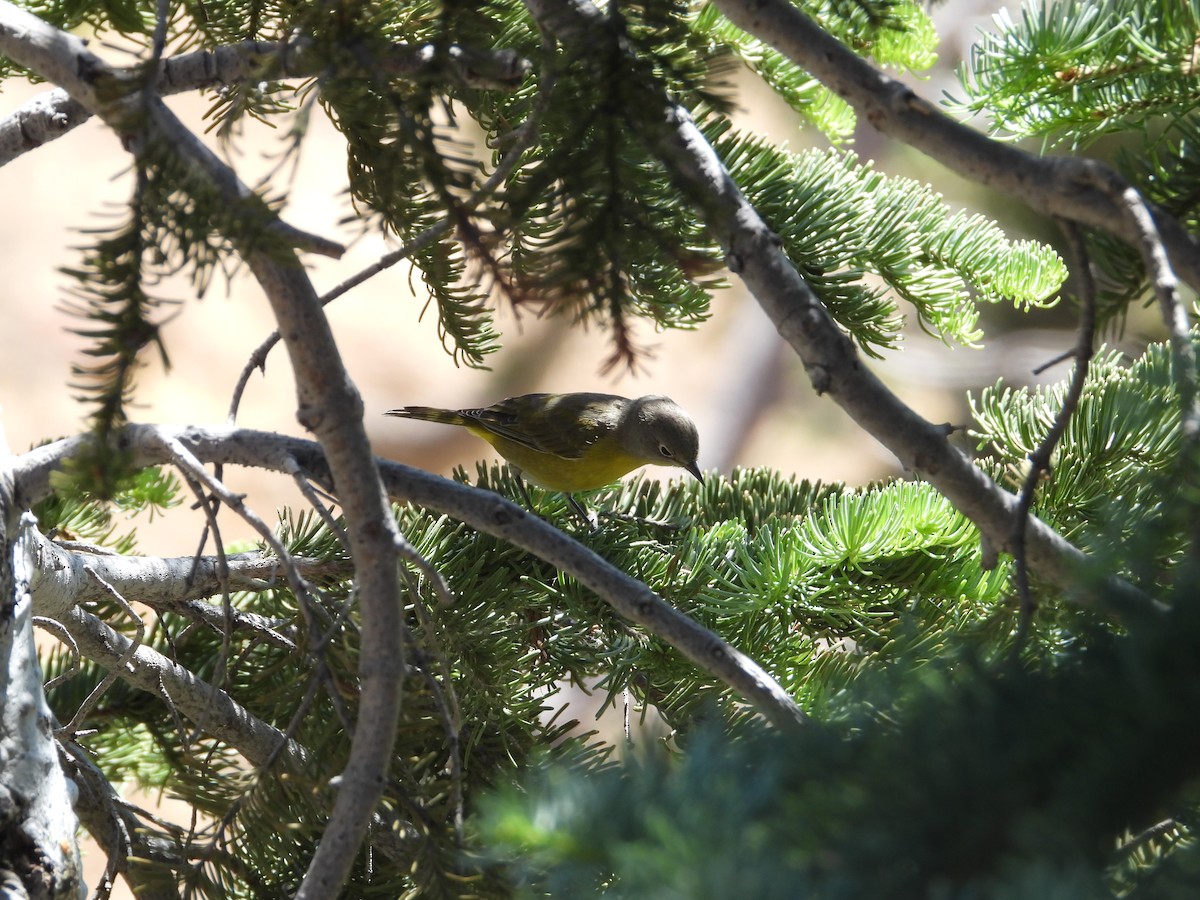 Nashville Warbler - Howard Friedman