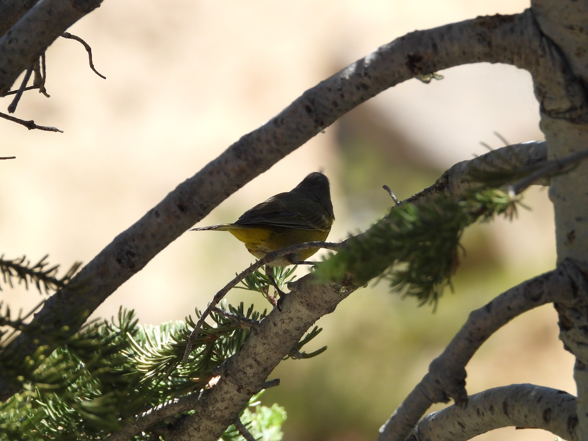 Nashville Warbler - ML602680911