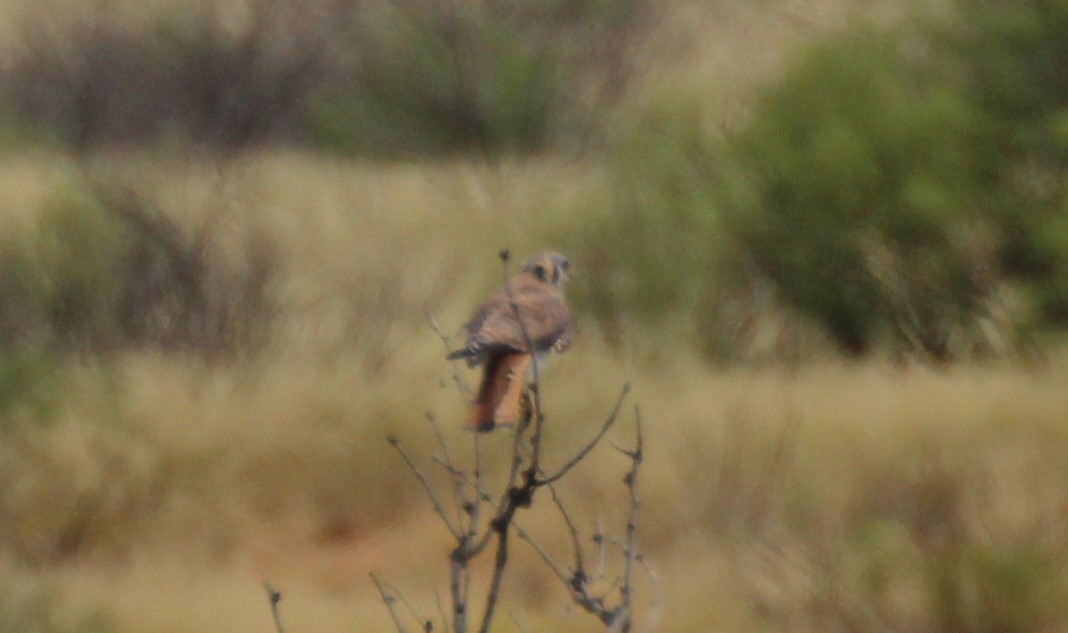 American Kestrel - Adair Bock