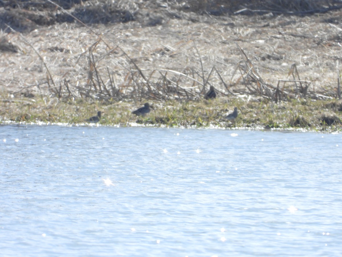 Bécasseau à poitrine cendrée - ML602681091