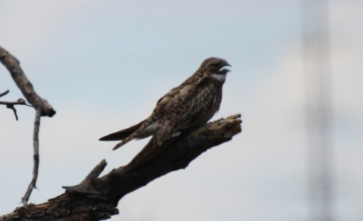 Common Nighthawk - ML602681221