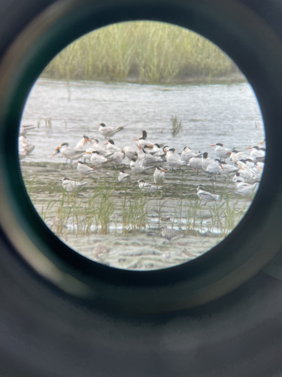 Common Tern - ML602681381