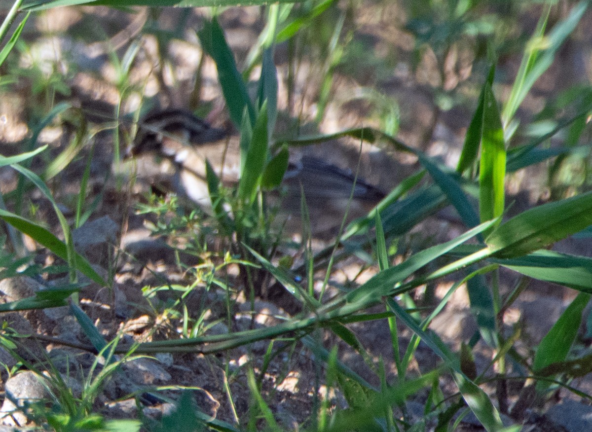 Lark Sparrow - ML602681771