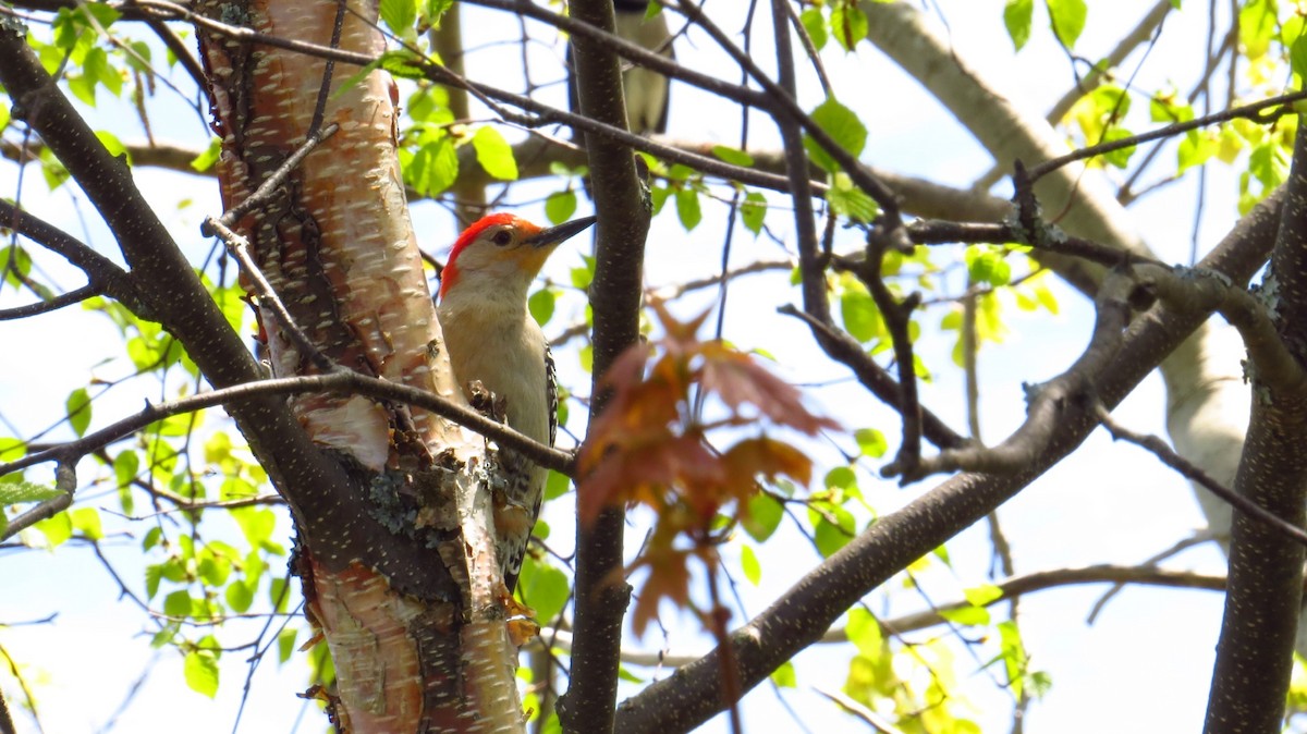 Red-bellied Woodpecker - Craig Watson