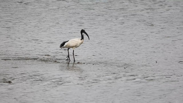 Ibis sakratua - ML602682421