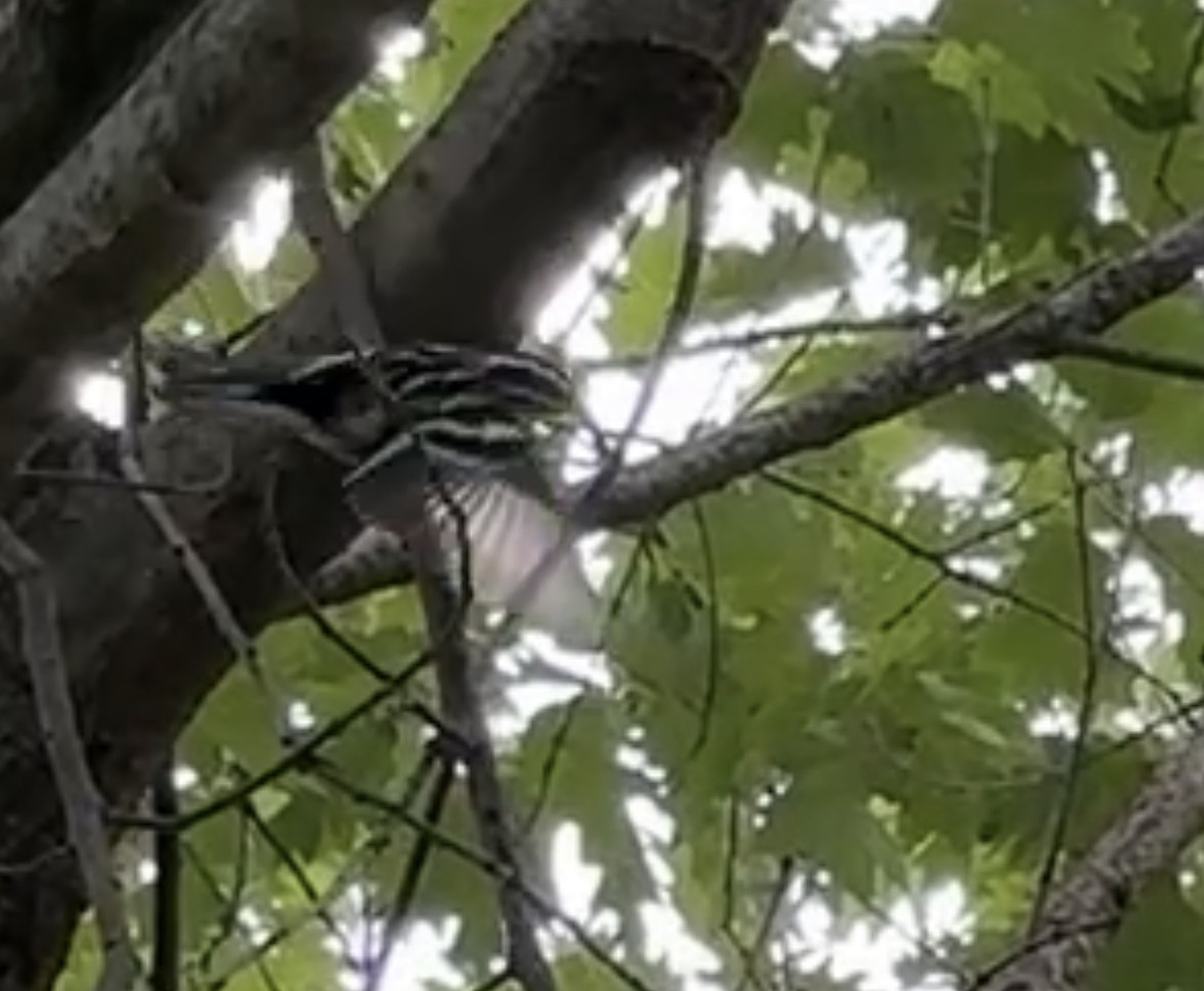 Black-and-white Warbler - ML602683591