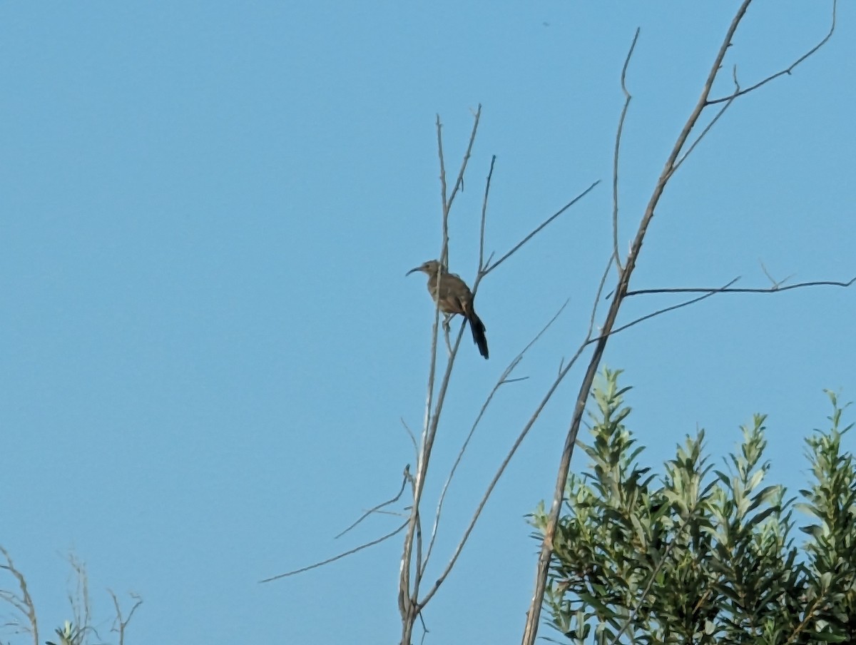 California Thrasher - Patty Johnson