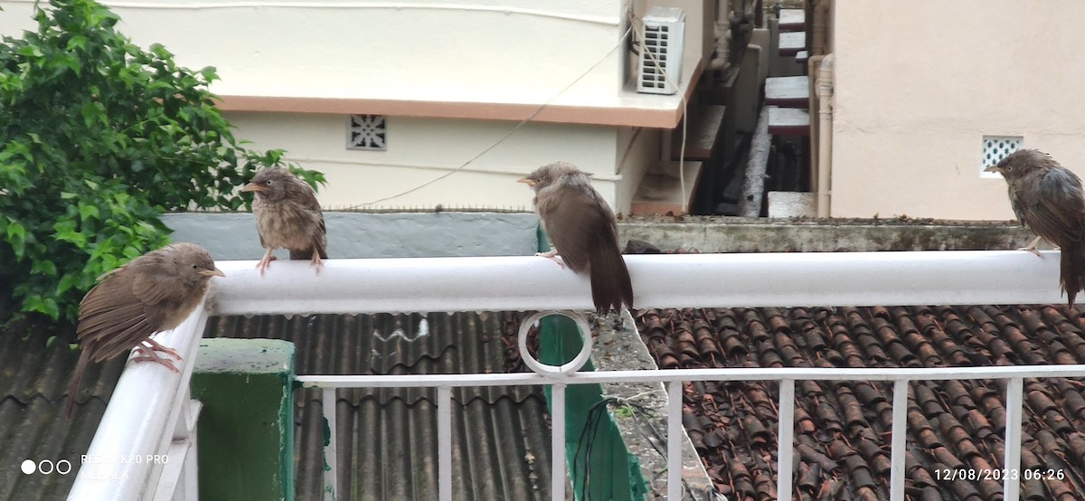 Jungle Babbler - Mehala Kumar