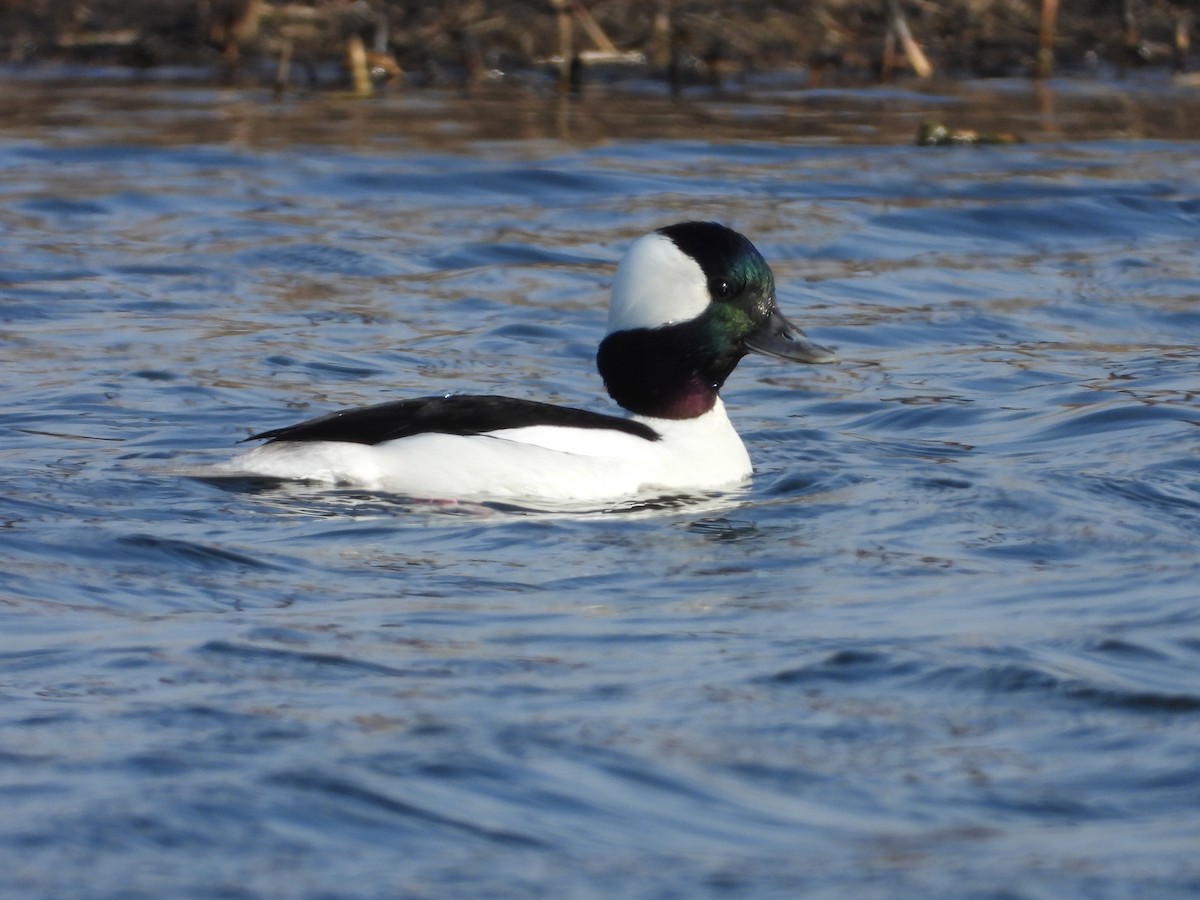 Bufflehead - ML602684481