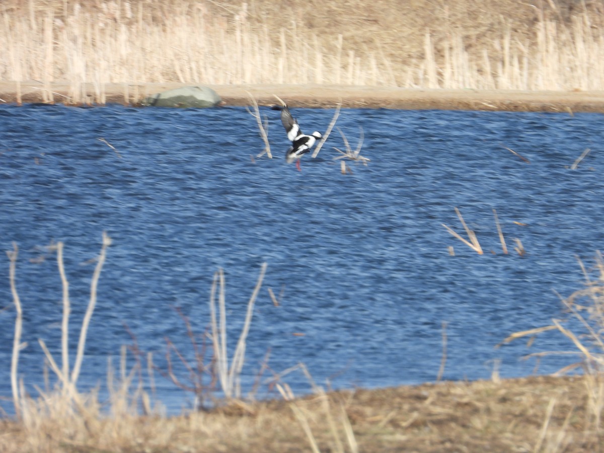 Bufflehead - Matthew Thompson